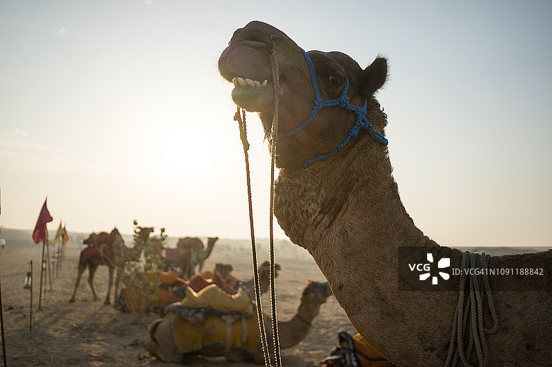 印度斋沙默尔塔尔沙漠附近的拉贾斯坦邦骆驼特写图片素材