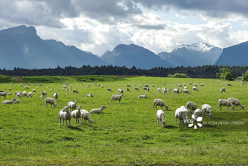 新西兰南岛的养羊场图片素材