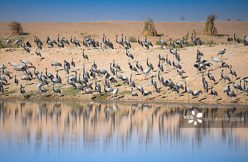 蓑羽鹤冬季从西伯利亚迁徙到印度拉贾斯坦邦图片素材