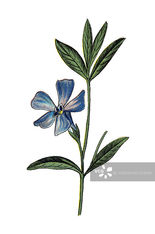 小蔓长春花图片素材