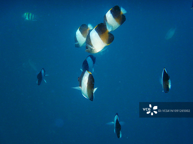 黑金字塔蝴蝶鱼群图片素材