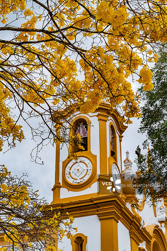 巴洛克教堂前的黄色伊佩树图片素材