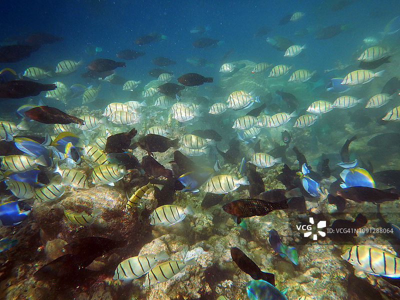 粉蓝刺尾鱼和 convict 刺尾鱼群图片素材