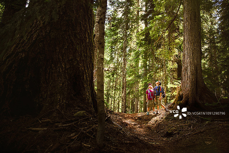 兄弟姐妹站在森林的树木中向上看图片素材