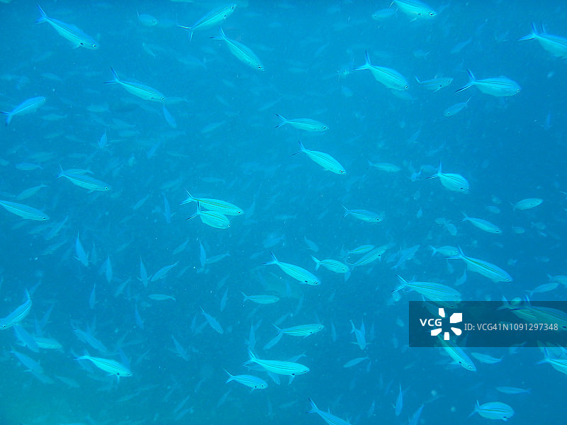 蓝 Fusilier 鱼群图片素材
