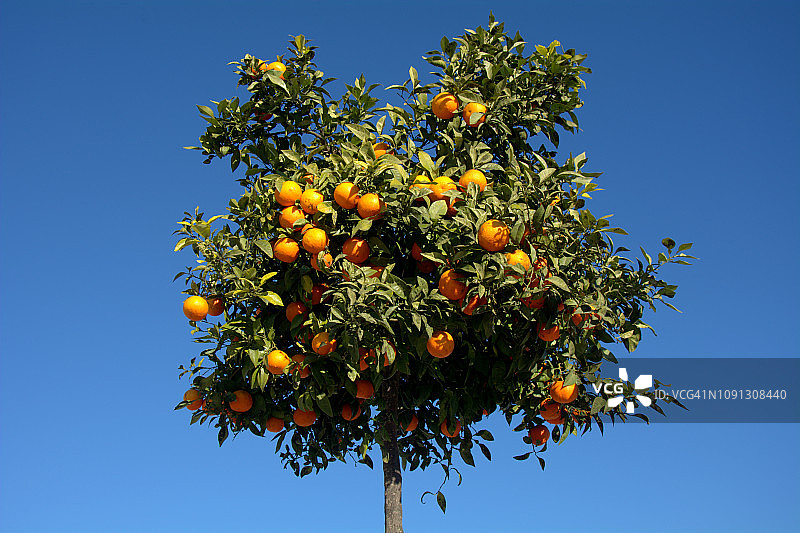 装饰性橘子树图片素材