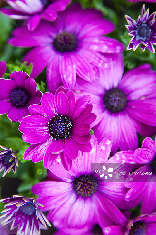 粉色瓜叶菊图片素材