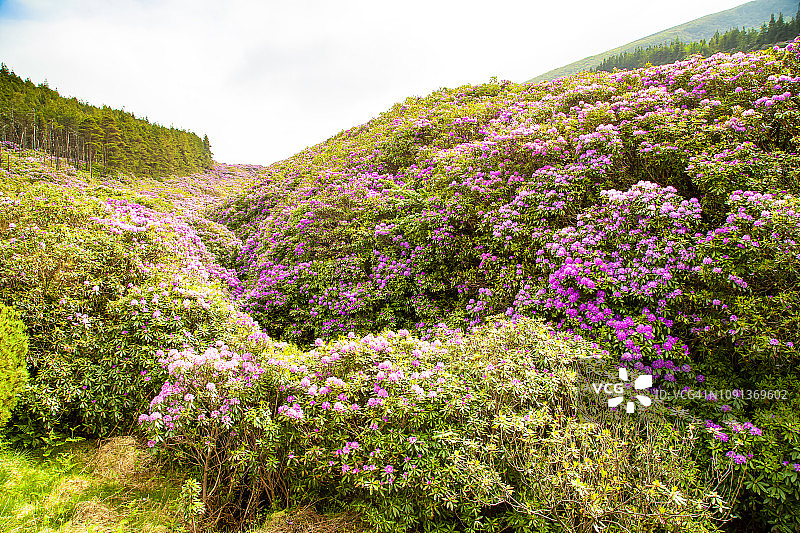 杜鹃花森林山谷图片素材