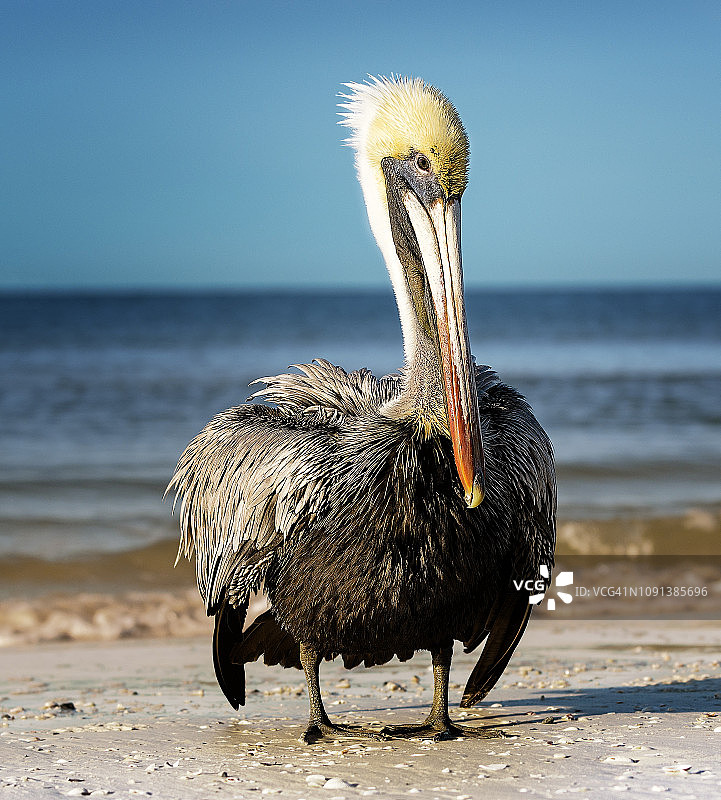 佛罗里达州迈尔斯堡海滩的棕色鹈鹕全身照图片素材