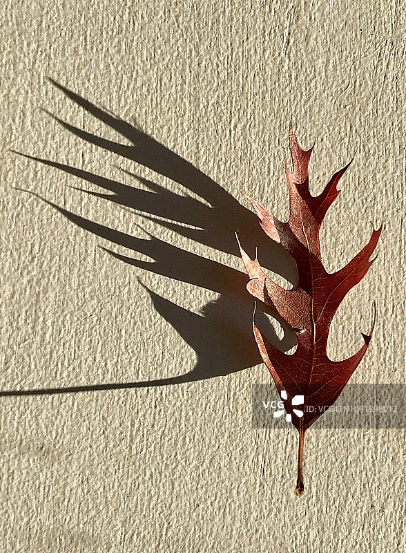 红橡树叶图片素材