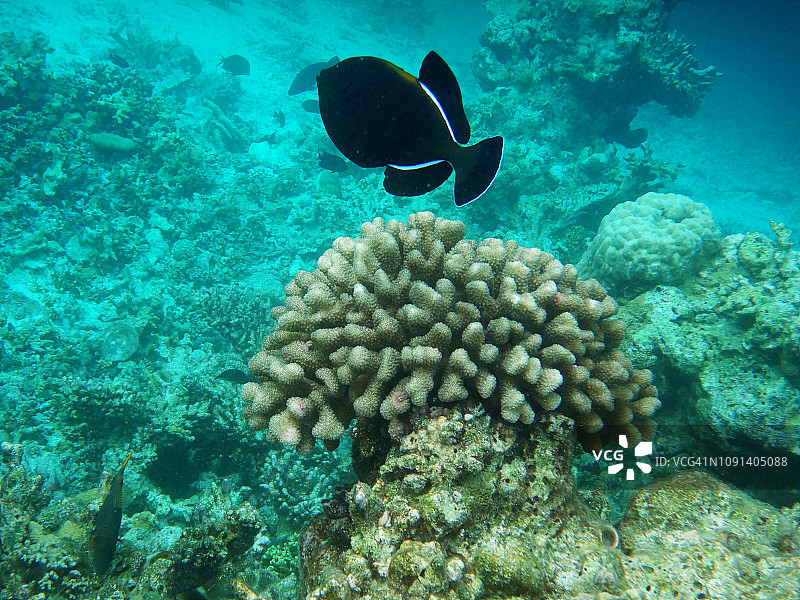 黑鳞鲀图片素材