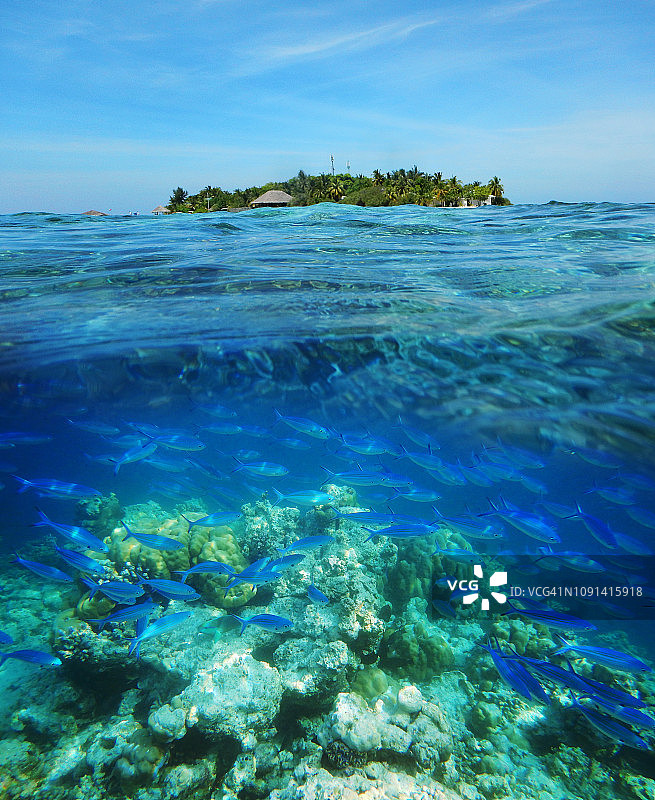 黑肩鳃鱼群和马尔代夫岛屿图片素材