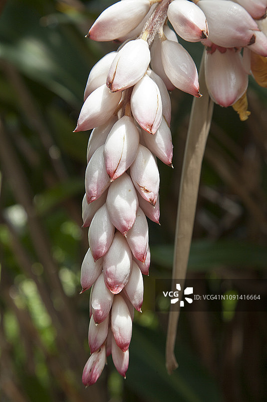 夏威夷花朵特写图片素材