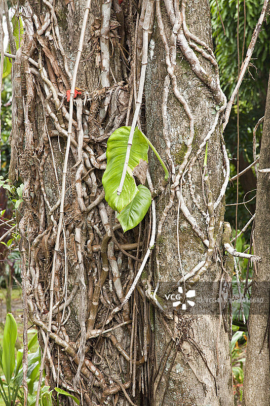 攀爬热带树干的叶子和藤蔓图片素材