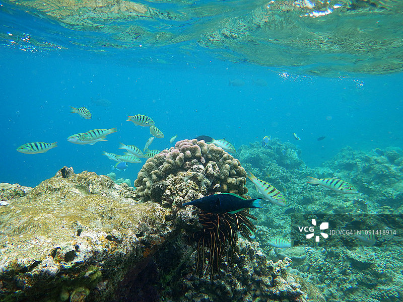 Eriyadu岛珊瑚礁上的黑色海百合图片素材