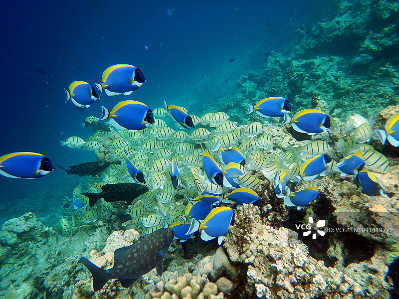 粉蓝倒吊鱼和五带刺尾鱼群图片素材