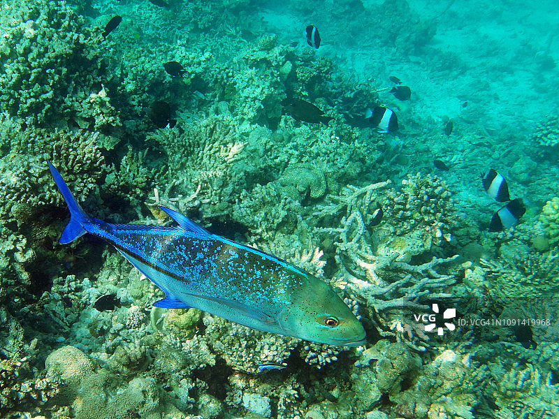 蓝鳍鲹图片素材