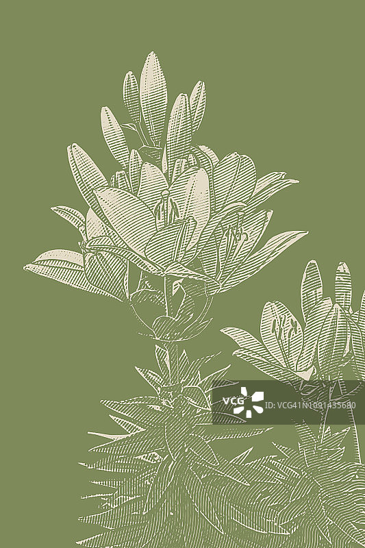 百合科开花植物图片素材