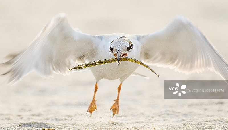可爱的普通燕鸥幼鸟特写，叼着鱼图片素材