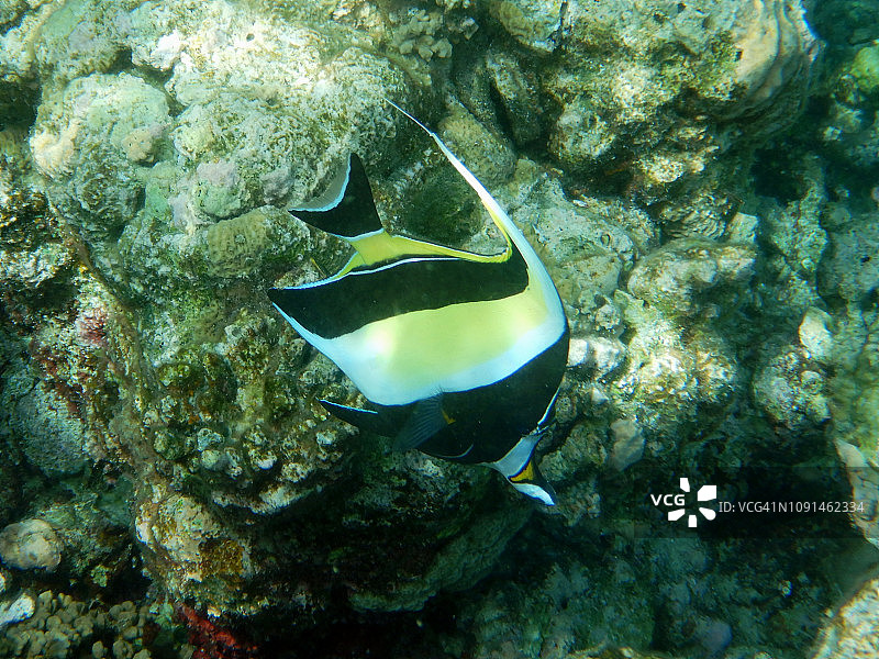 月眉蝶鱼图片素材