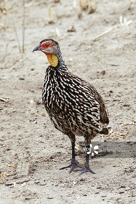 黄颈 spurfowl图片素材