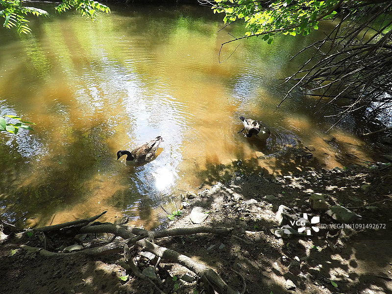 新泽西州新希望镇池塘里的鸭子图片素材