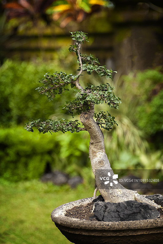 印度尼西亚巴厘岛花园中的盆景树图片素材
