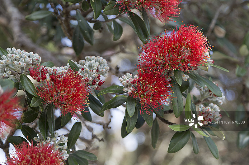 红千层树花朵特写图片素材