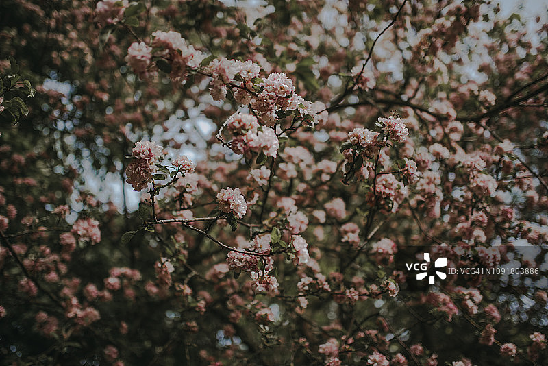 夏季树上的樱花特写图片素材