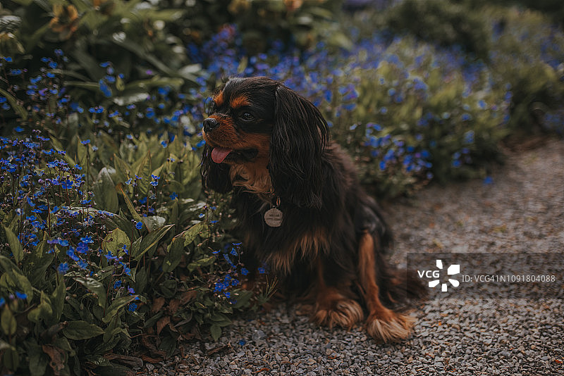 花园里的查理士王小猎犬图片素材