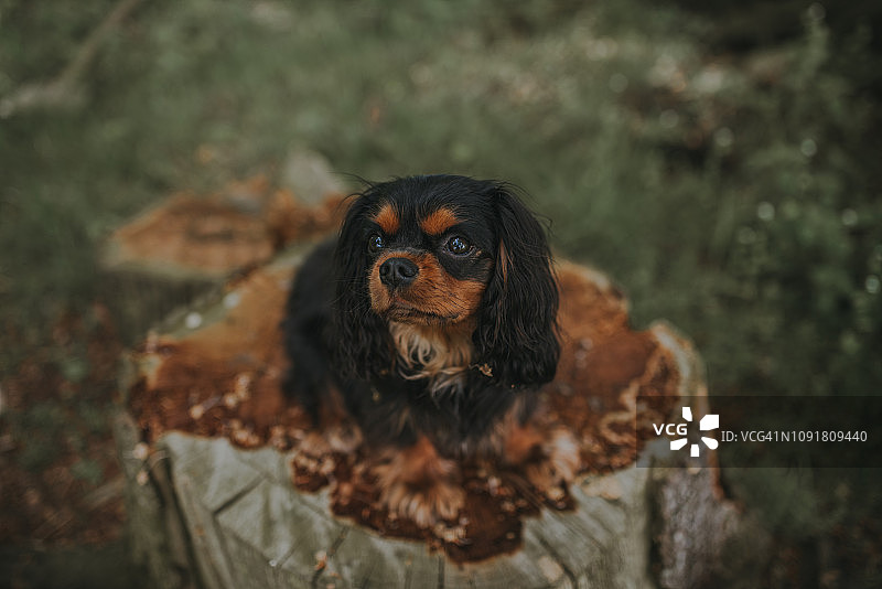 查理士王小猎犬坐在森林的树桩上图片素材