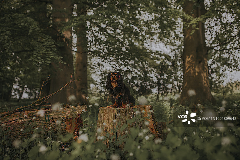 查理士王小猎犬坐在森林的树桩上图片素材