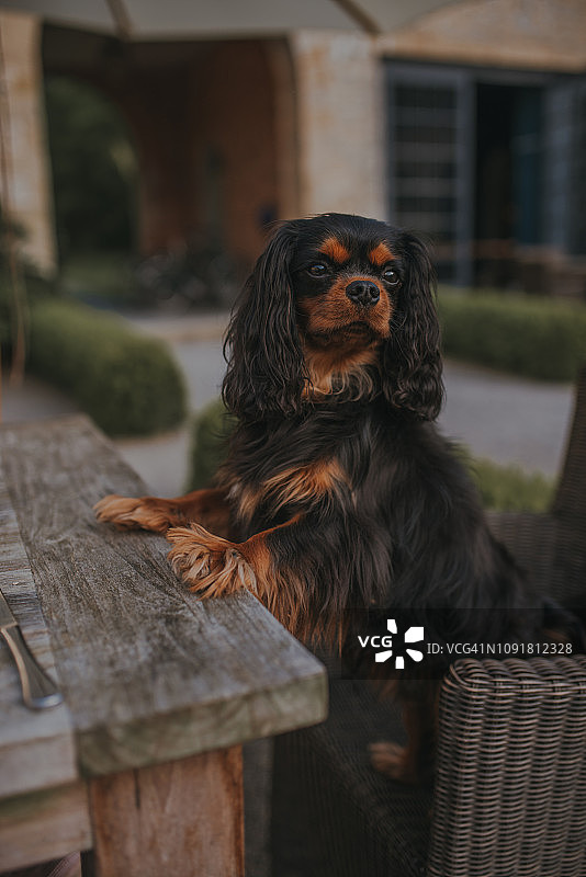 户外椅子上的查理士王小猎犬图片素材
