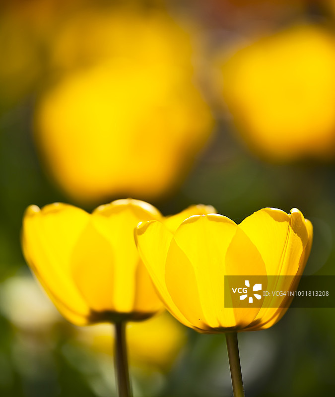 黄色郁金香特写图片素材