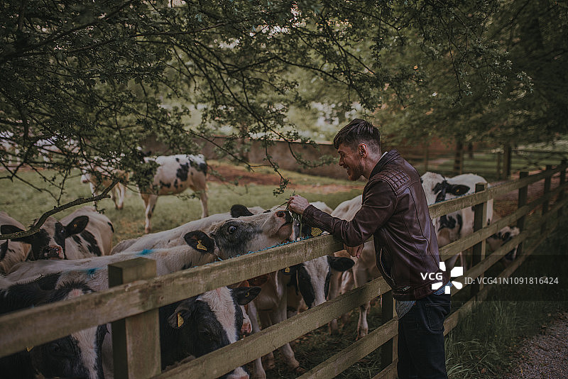 在英国北约克郡的田野里喂牛的年轻男人图片素材