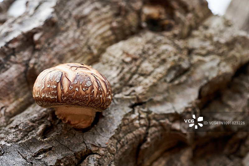 韩国瑞山树上的香菇特写图片素材