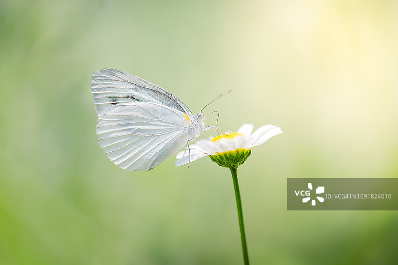 小白菜上的雏菊图片素材