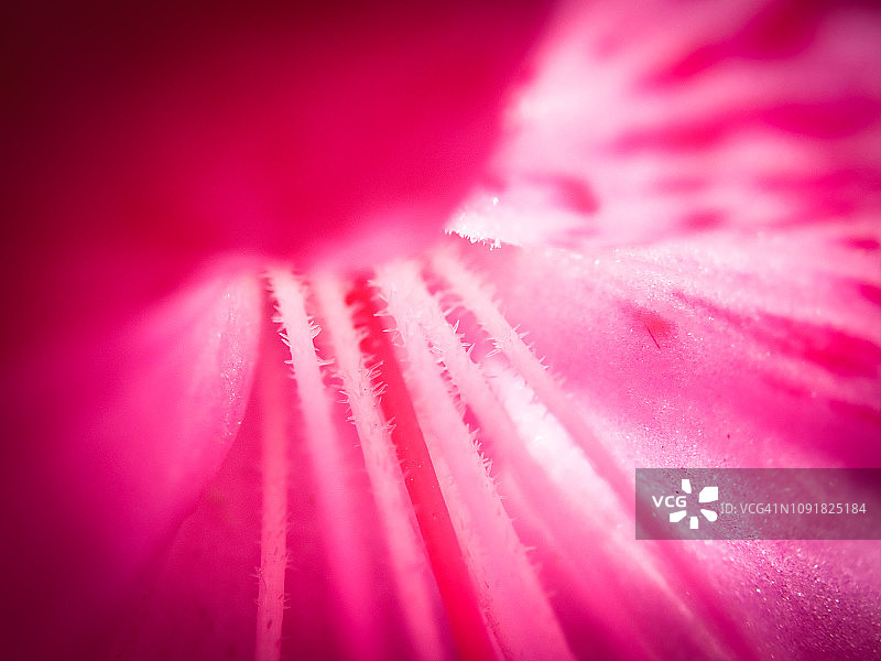 花蕊特写图片素材