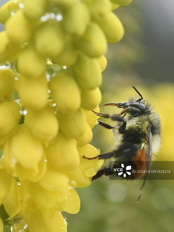 西雅图，采食十大功劳花的黑尾熊蜂图片素材