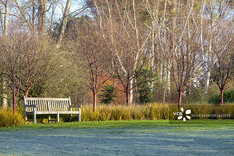 宁静的冬日花园：桦树、藏族樱桃与木制长椅图片素材