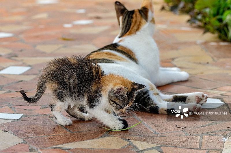 小玳瑁色猫咪在玩妈妈的尾巴图片素材