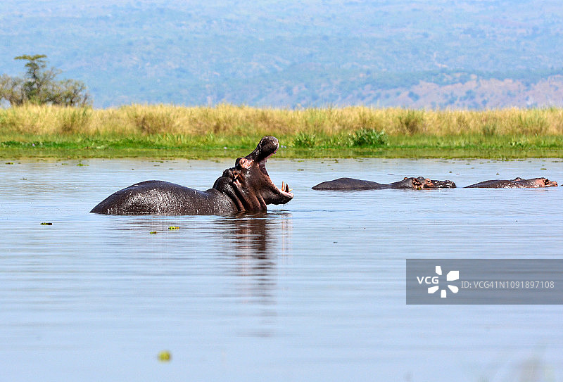 尼罗河三角洲打哈欠的河马群图片素材