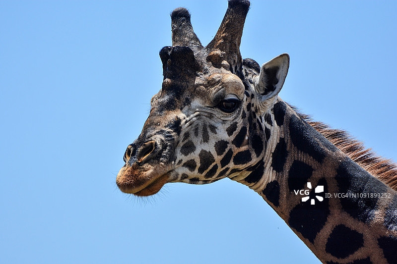 稀树草原上的罗斯柴尔德长颈鹿图片素材