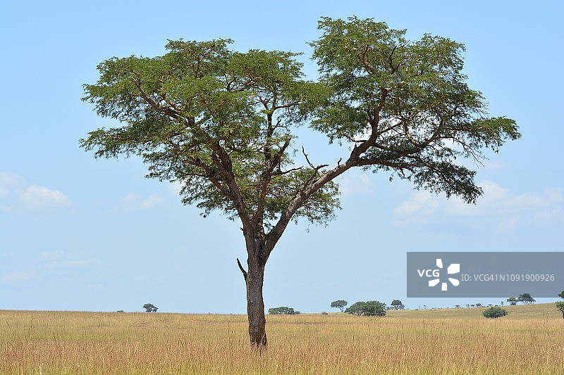 稀树草原上孤独的吊灯树图片素材