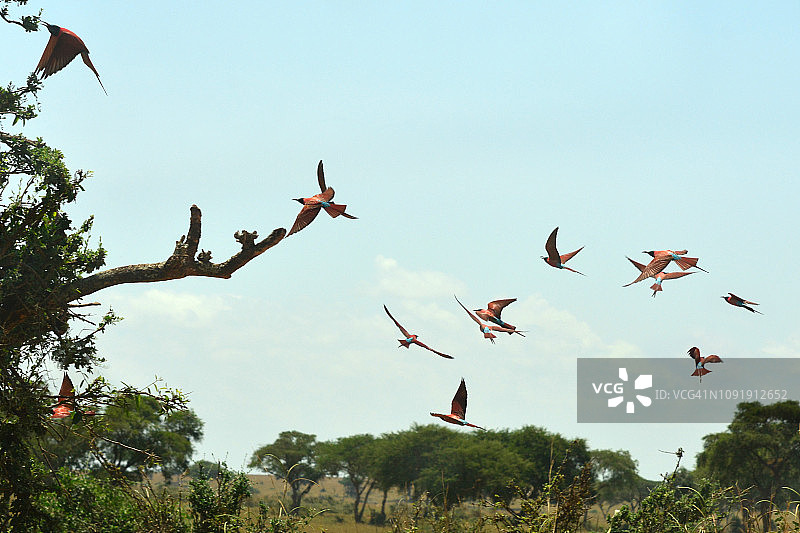 飞翔中的北方红蜂虎图片素材