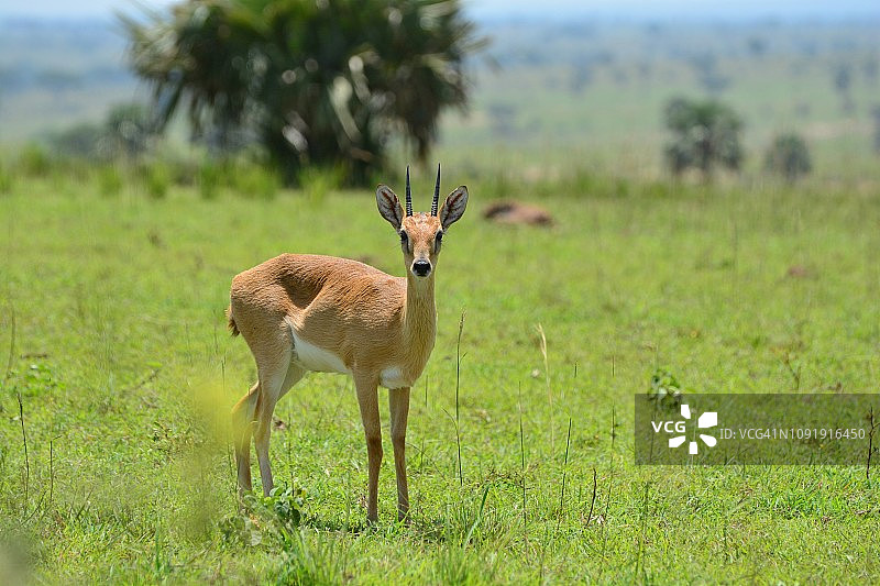 小羚羊图片素材