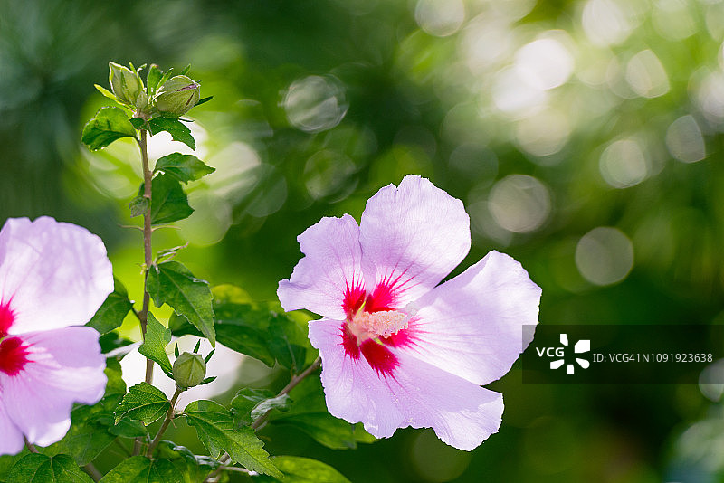 盛开的韩国国花木槿花图片素材