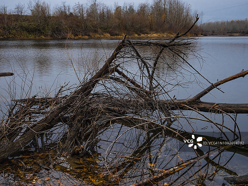 沙河中的倒树图片素材