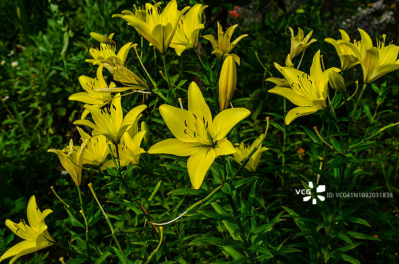 花园花坛中的黄色百合花图片素材