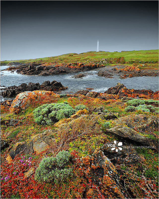 春末时节的威克姆海角，金岛北海岸野花盛开，位于塔斯马尼亚巴斯海峡图片素材